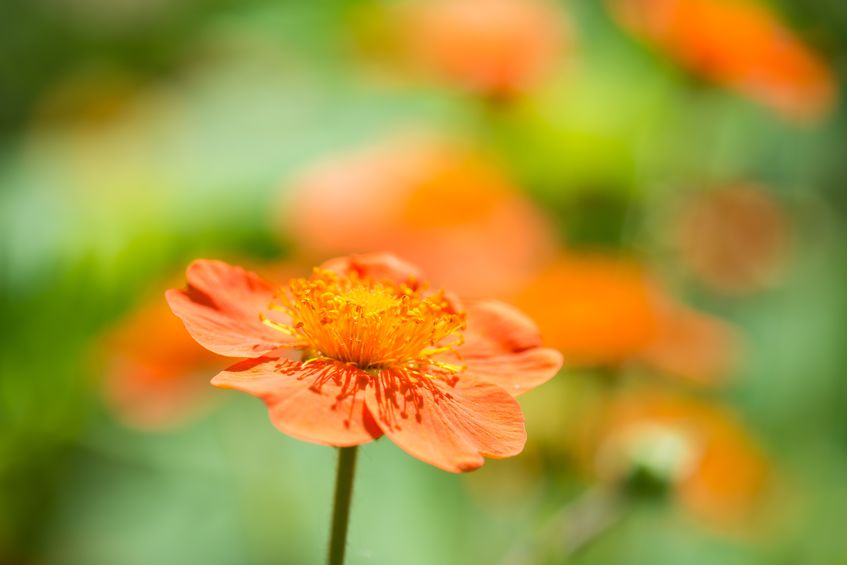 Die orangefarbene Blüte der Nelkenwurz mit gelben Staubgefässen in der Nahaufnahme.