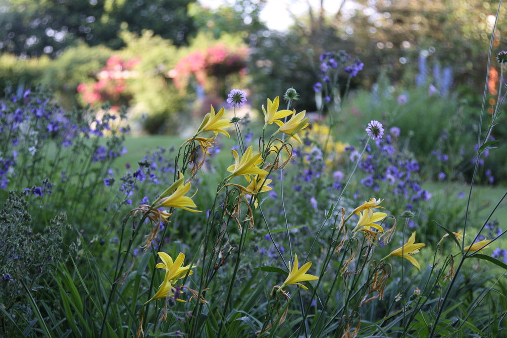 Sommerblumen im Staudenbeet