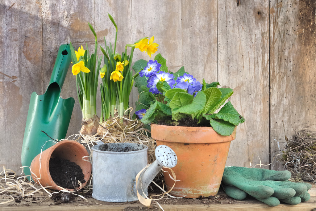 Frühling im Topf