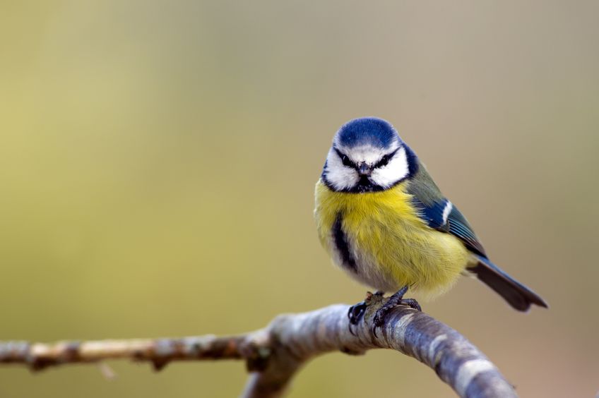 Eine Blaumeise sitzt auf einem Ast, mit einem wachsamen Blick und einem unscharfen Hintergrund.