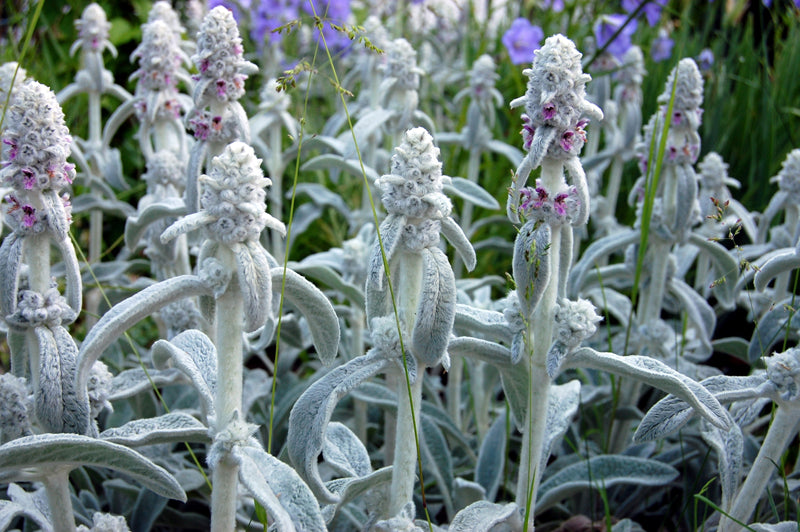 Ein Beet mit Stachys byzantina, auch bekannt als Wollziest oder Esels-Ohren, mit charakteristischen silbrigen, filzigen Blättern und blassrosa Blüten.
