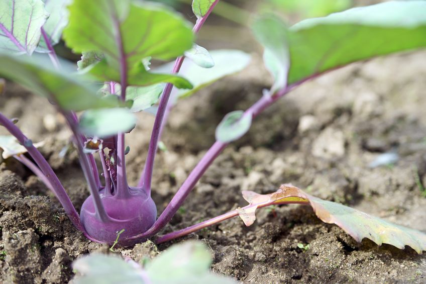 Ein Kohlrabi mit violettem Stiel und runder Knolle, der in der Erde wächst. Umgeben von grünen Blättern, die teils violette Adern haben, steht er im Mittelpunkt des Bildes, während der Boden im Hintergrund unscharf ist.
