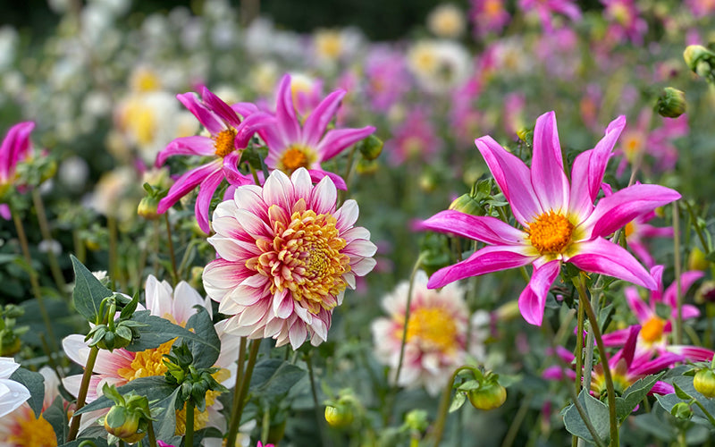 Die Dahlie Honka Pink und Polka auf einem Dahlienfeld.