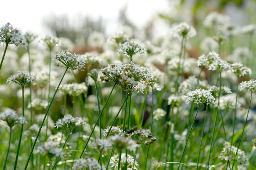 Ein Feld mit blühendem Schnittknoblauch.