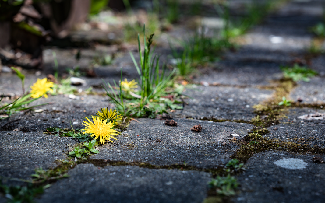 Unkraut oder Wildkraut? Zwischen Ärgernis und Delikatesse – was wirklich in deinem Garten wächst