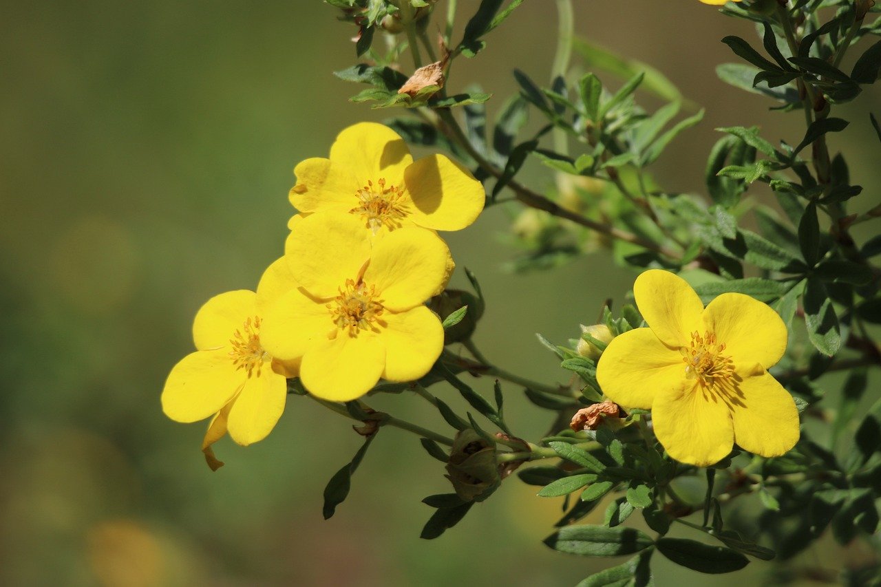 Fingerstrauch (Potentilla fruticosa)