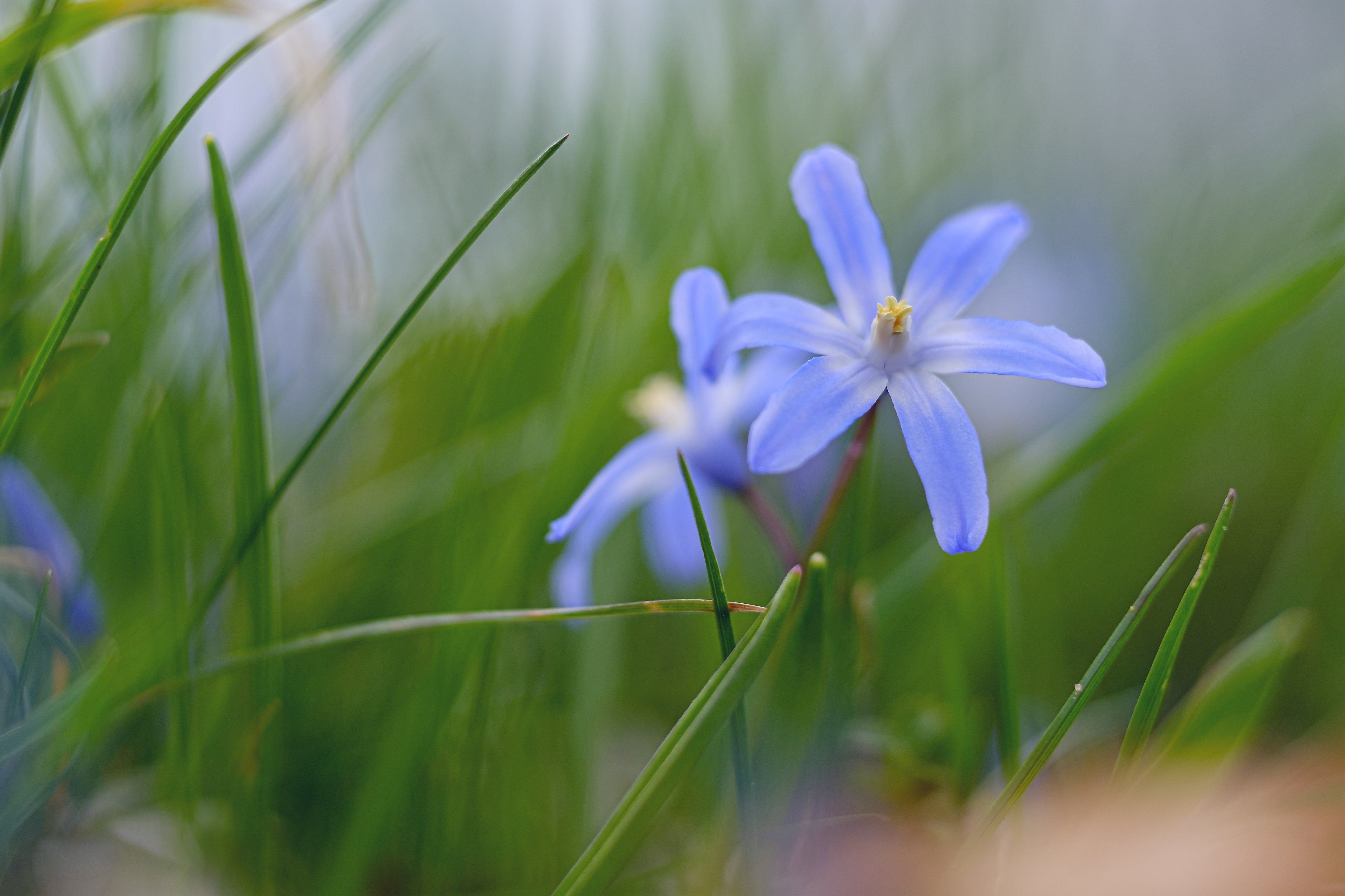 Blausternchen (Scilla)
