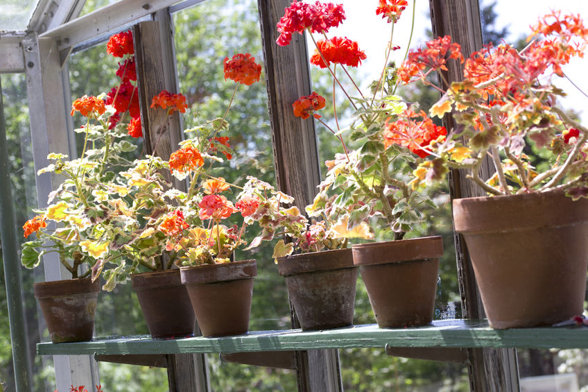 Rotorange Geranien stehen in Tontöpfen auf einem Brett in einem Gewächshaus.