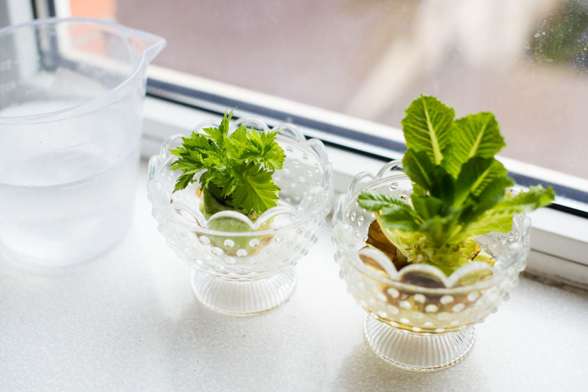 Regrow your Romana-Salat