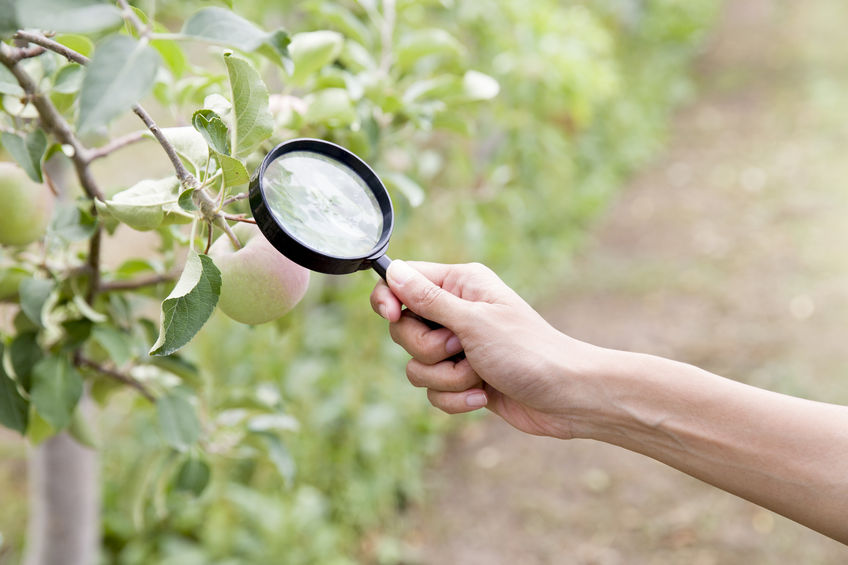 Kranke Pflanze? – Was nun?