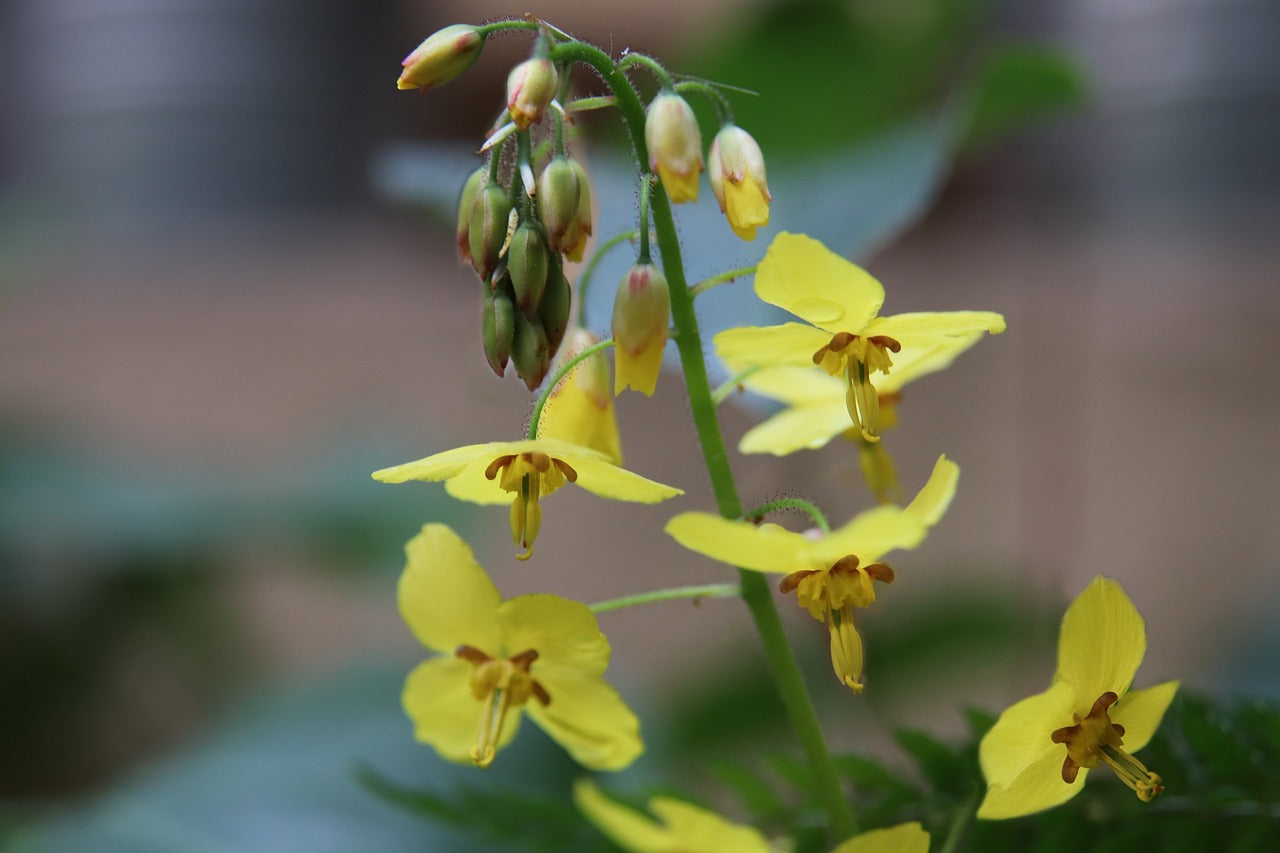 Elfenblumen – elegante Schönheiten für den Schatten