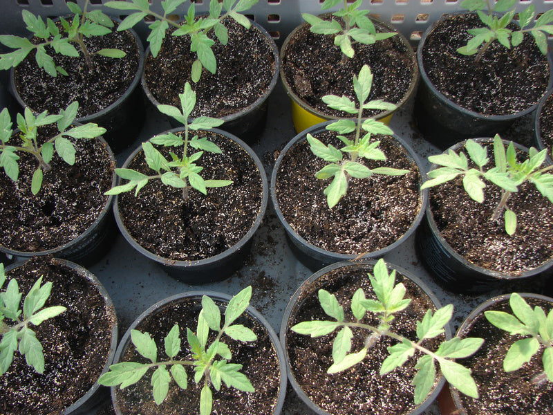 Tomatenjungpflanzen in Töpfen.