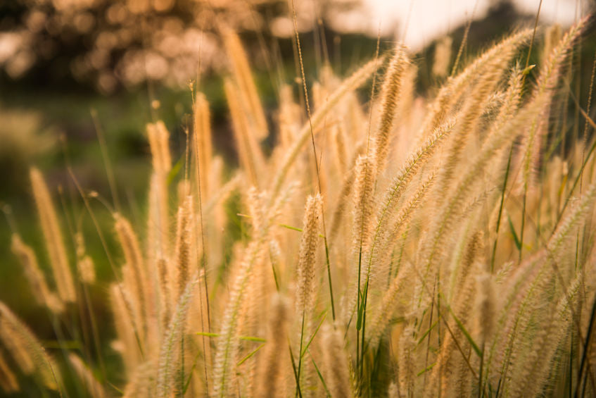 Ähren des Grasblumenfeldes, erleuchtet durch das warme, goldene Licht des späten Nachmittags, verleihen der Szene eine ruhige und malerische Atmosphäre