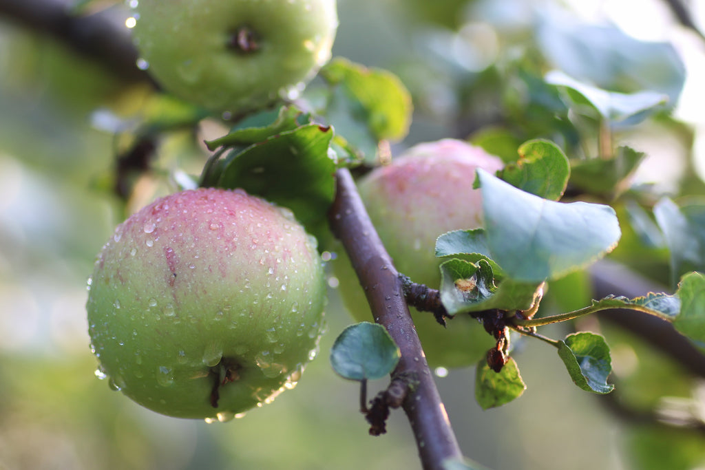Mini-Obst für Topf und Balkon