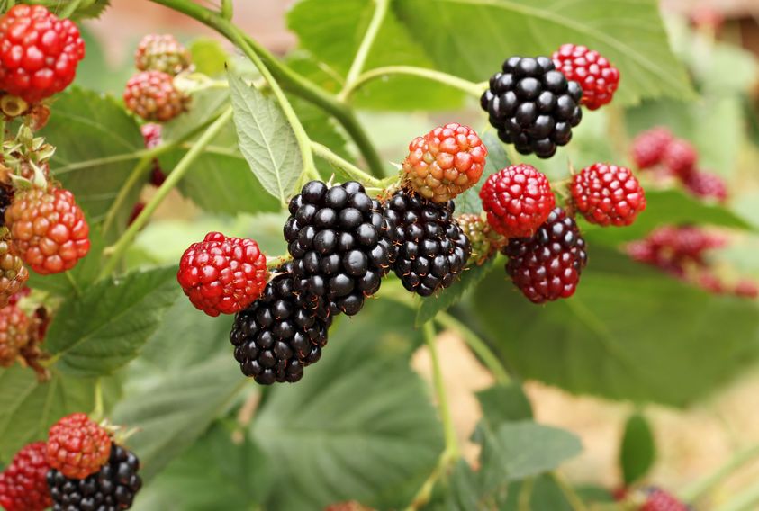 Reife schwarze Brombeeren hängen an einem Strauch neben roten, unreifen Früchten, eingebettet in grünes Laub.
