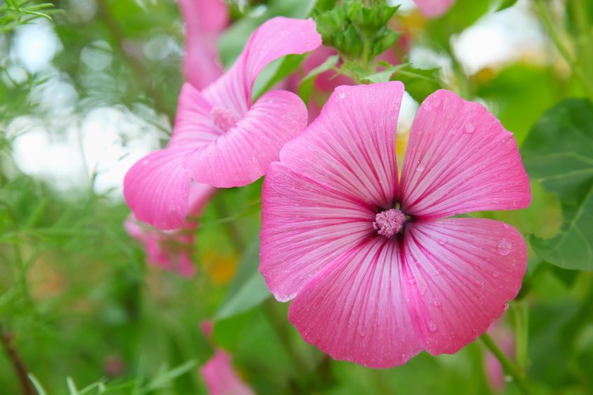 Zwei pinkfarbene  Blüten der Bechermalve sind von Regentropfen benetzt.