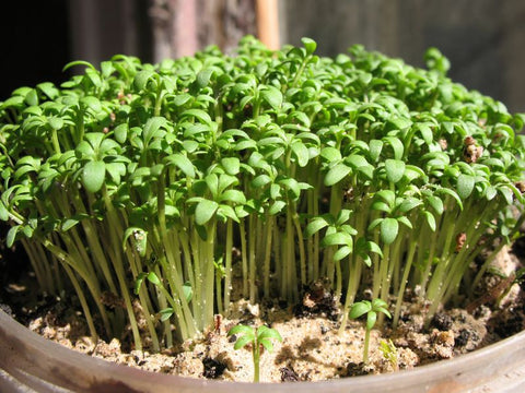Cress (Lepidium sativum)  Gartenzauber