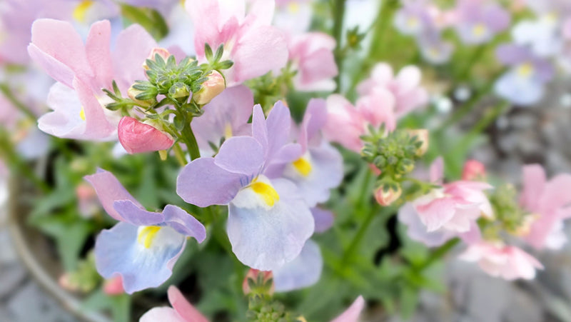 Die zarten Blüten des Elfenspiegels haben wunderbar harmonische Farben in rosa, Flieder und weiß.
