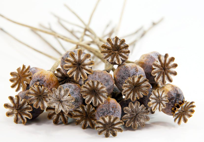 Getrocknete Mohnkapseln übereinander gelegt vor einem hellen Hintergrund.