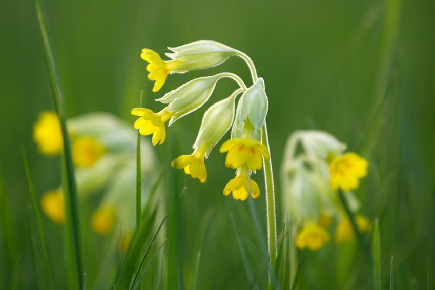 Blüten der Echten Schlüsselblume in Nahaufnahme.