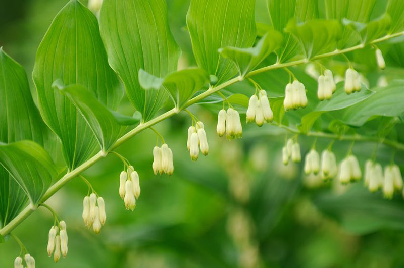 Salomonssiegel (Polygonatum multiflorum) mit gebogenen Trieben und weißen Blütenglöckchen im schattigen Waldgarten