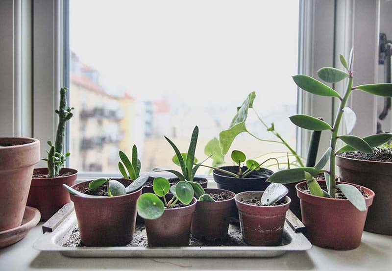 Sukkulenten Vermehren