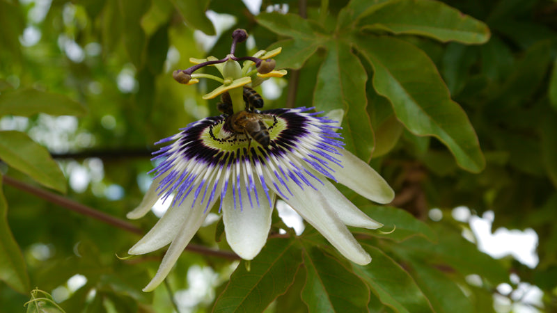 Eine wunderschöne cremeweiss blaue Blüte der Passionsblume in Nahaufnahme. Eine Biene hat sich auf ihr niedergelassen.