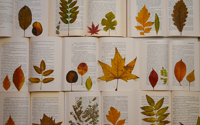 Aufgeschlagene Bücher mit gepresseten Laubblättern.