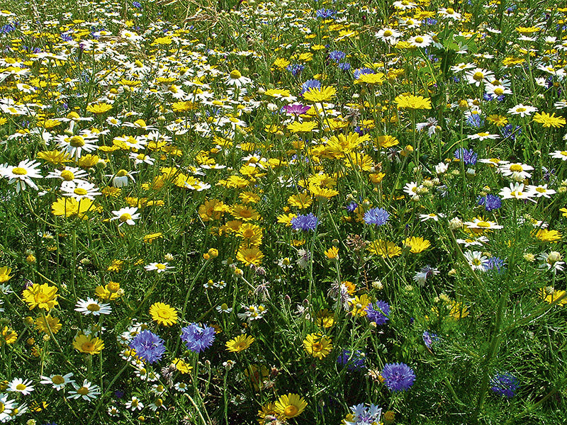 Ein blühendes Feld mit wilden Blumen, darunter weiße Gänseblümchen, gelbe Stauden und blaue Kornblumen, unter strahlendem Sonnenschein.