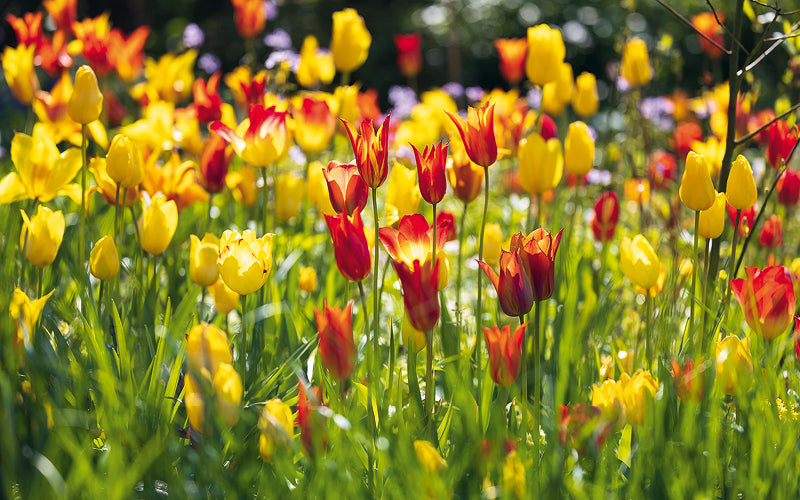 Wir planen und gestalten ein Tulpenbeet 