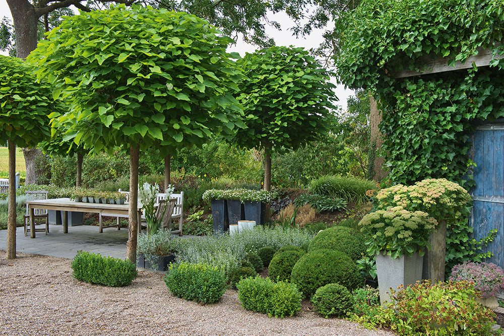 Der Hausbaum… welcher darf es sein?