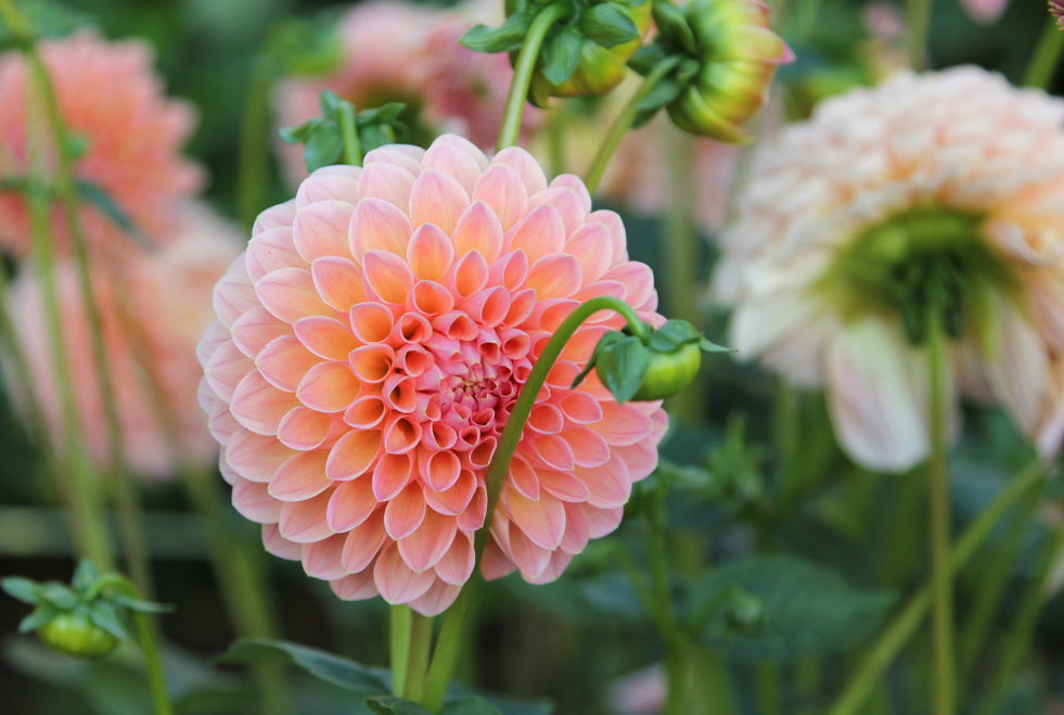 Die Balldahlie Jowey Winnie mit ihren Blüttenblättern in Terracotta-Pink ist eine wahre Schönheit.