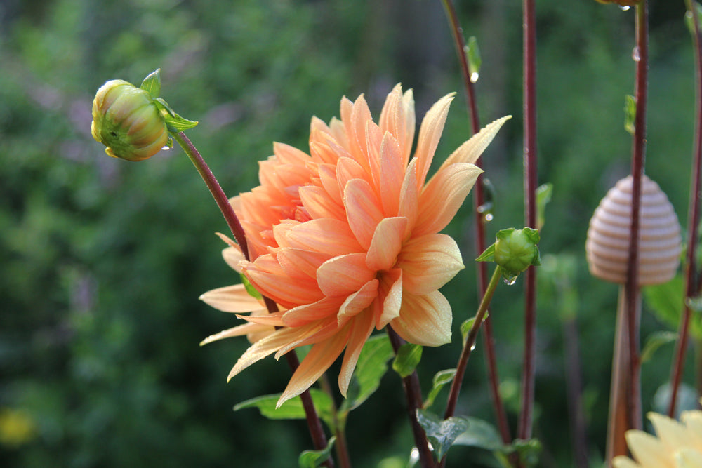 Da Dahlien