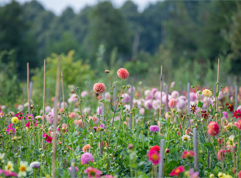 Ein blühendes Meer aus Dahlien.
