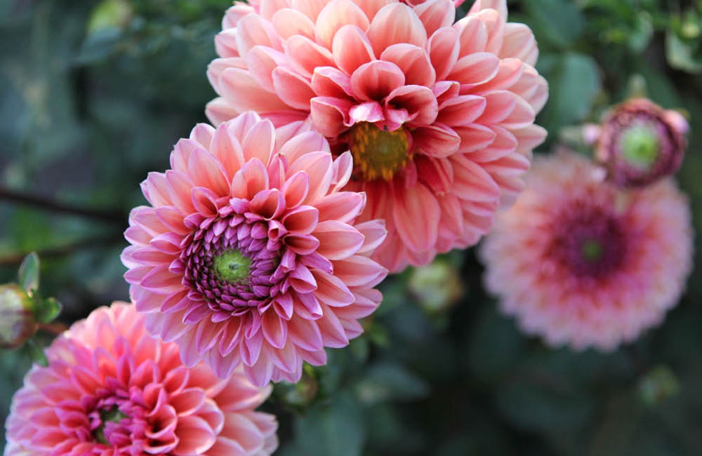 Dahlienblüten in der Nahaufnahme