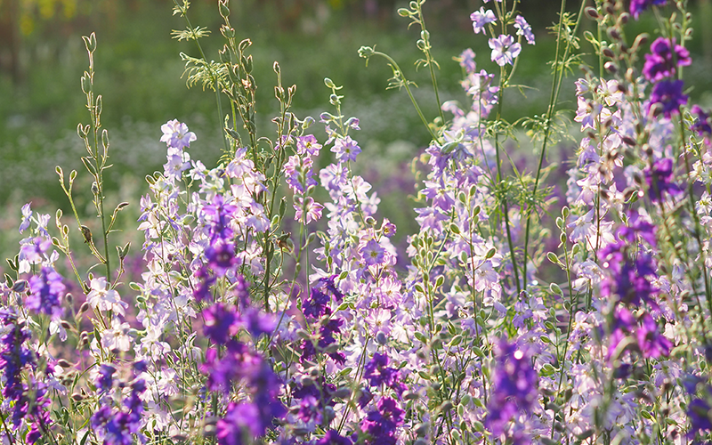 Feldrittersporn von Gartenzauber auf der Blumenfarm im Abendlicht. 