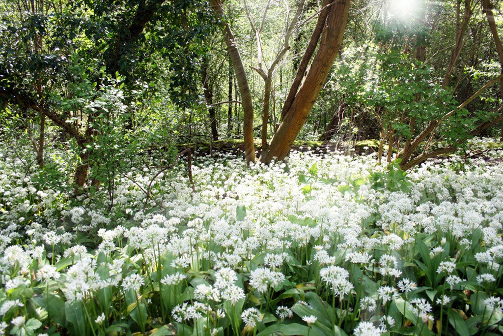 Bärlauch unter Bäumen in halbschattiger Lage.