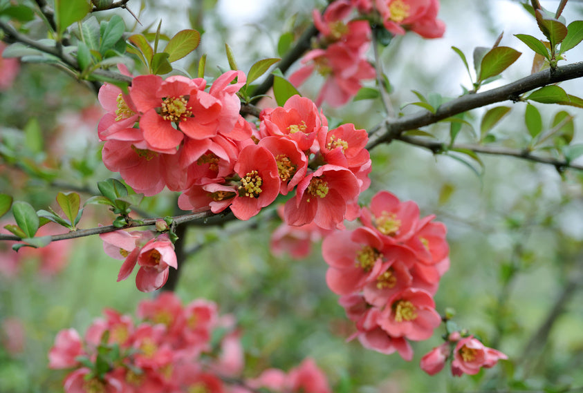 Zweige einer Zierquitte übersät mit leuchtend rosa Blüten im vollen Frühlingsflor.