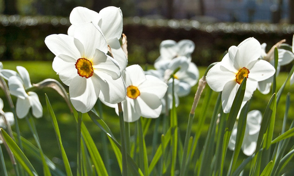 Weisse Narzissen mit gelber Mitte (Narcissus poeticus ‘Actaea‘) blühen im Sonnenschein.