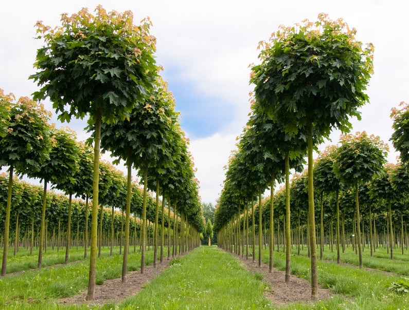 Symmetrisch angeordnete Reihen von Kugel-Spitzahornbäumen in einer Baumschule, die einen grünen Weg säumen.