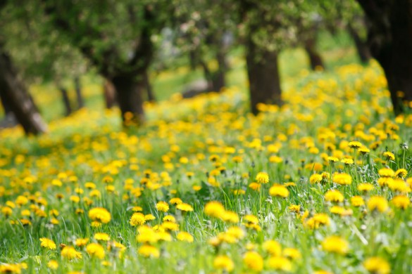 Ein gelb blühendes Butterblumenfeld unter Bäumen.