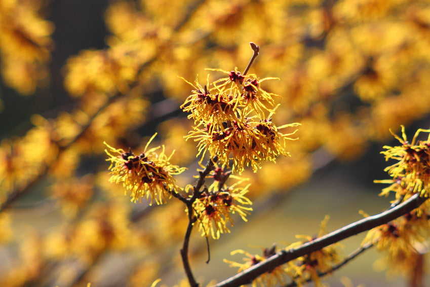 Die gelben Blüten der Zaubernuss im Strauch fotografiert.