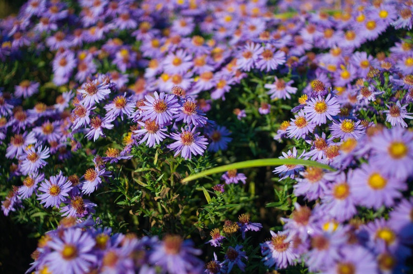 Die blau blühenden Kissenastern bilden einen wahren Blütenteppich.