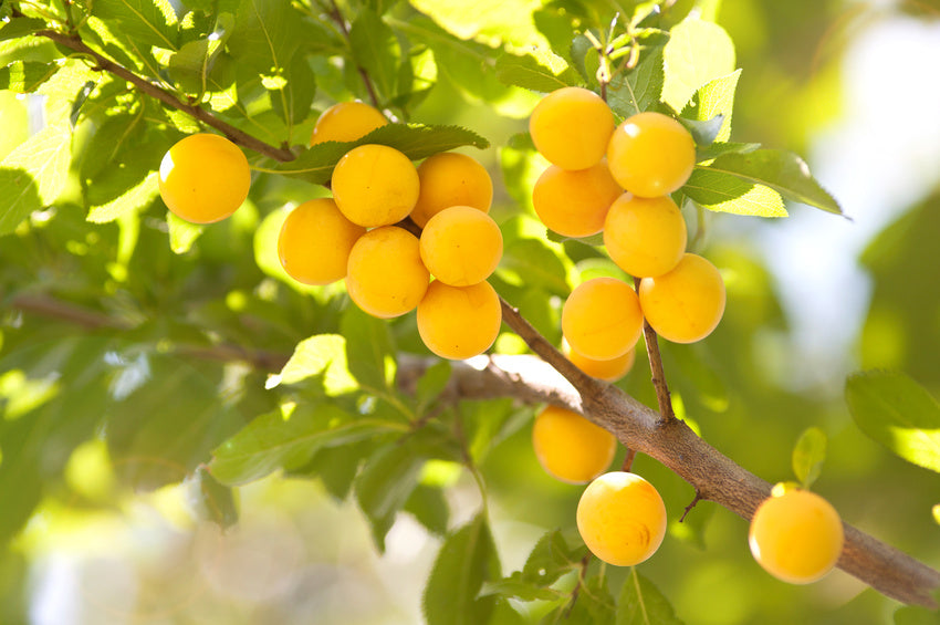 Zahlreiche gelbe Mirabellen wachsen im Sonnenschein an einem Ast.