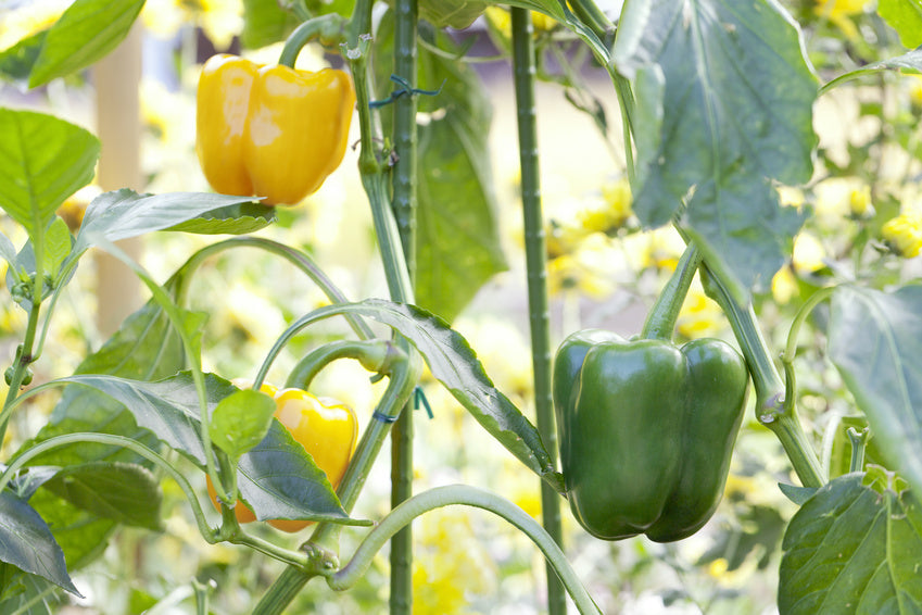 Gelbe und grüne Paprikaschoten hängen an der Pflanze, reif und bereit zur Ernte.