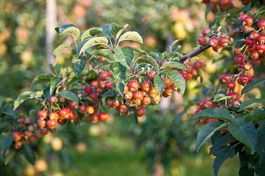 Ein Ast voll mit reifen Zieräpfeln, kleine leuchtend rote Früchte umgeben von grünen Blättern, in einem Obstgarten.