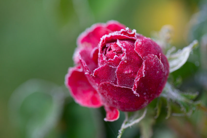 Eine dunkelrote Rosenknopse ist vom Rauhreif bedeckt.