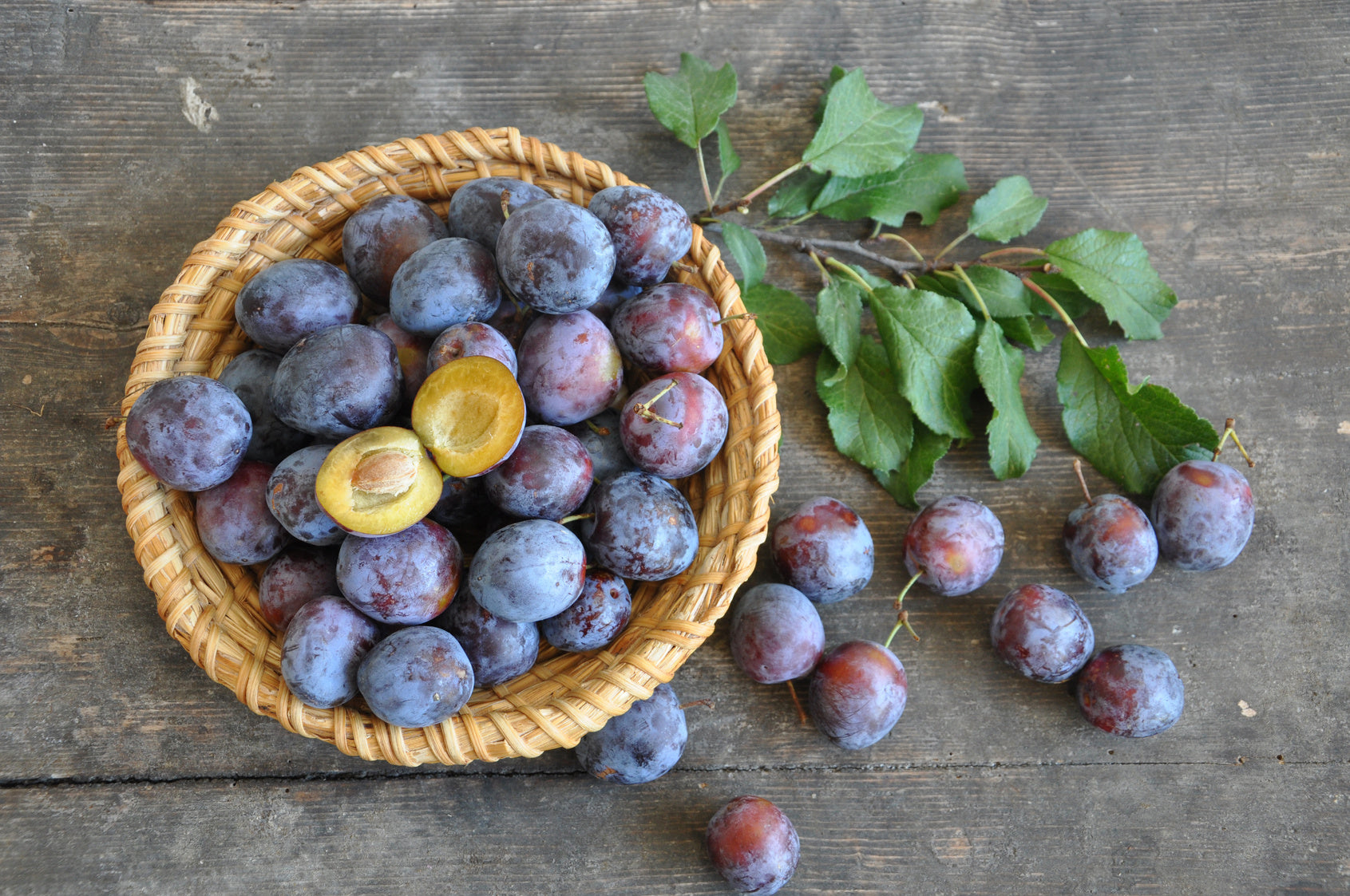 Frisch geerntete Zwetschgen liegen in einem Erntekorb auf einem rustikalen Holzuntergrund. Eine Zwetschge wurde angeschnitten und liegt dekorativ mit im Körbchen. Ein Pflaumenast mit grünen Blättern liegt neben dem Korb.