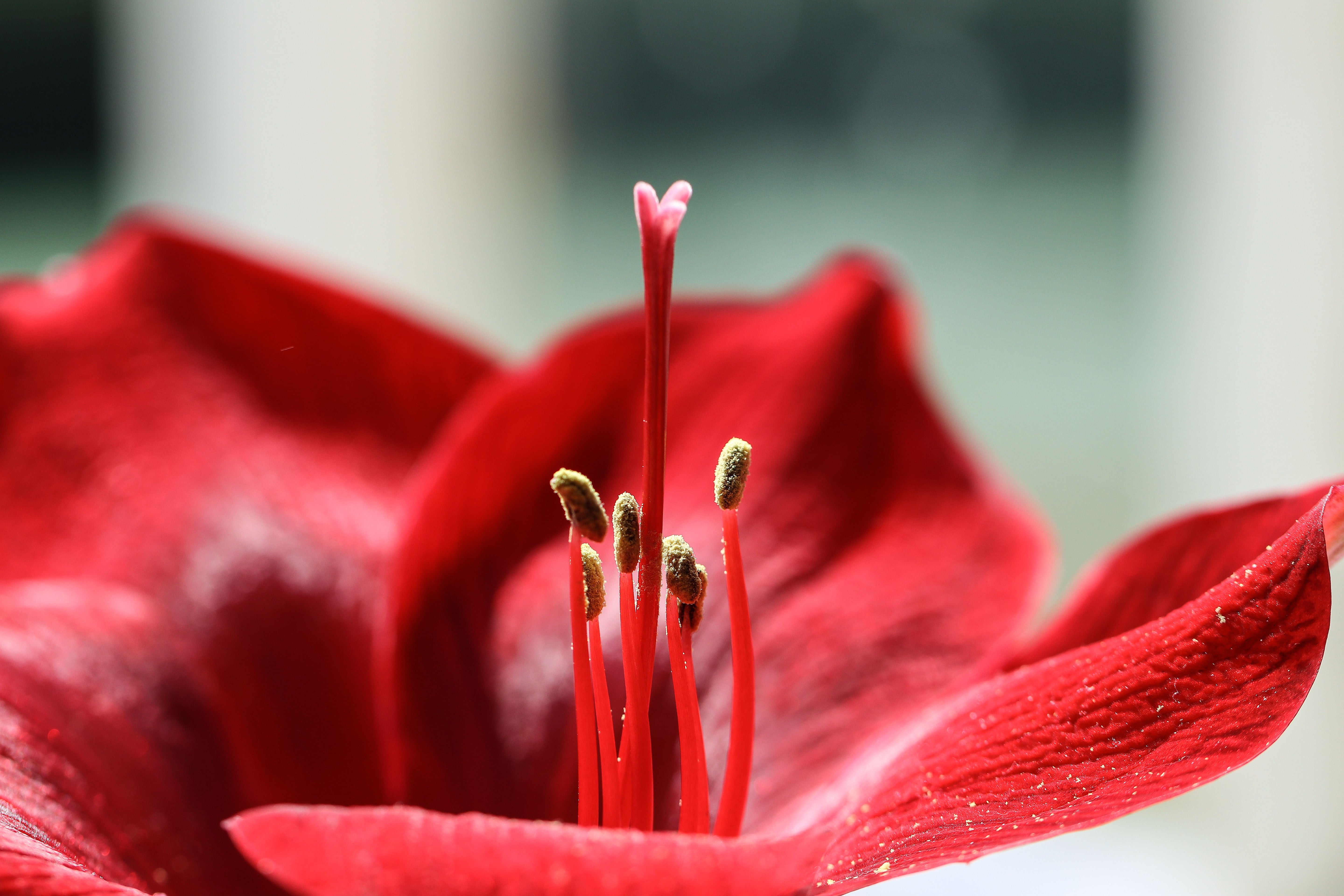 Amaryllis – Blütenwunder zur Weihnachtszeit