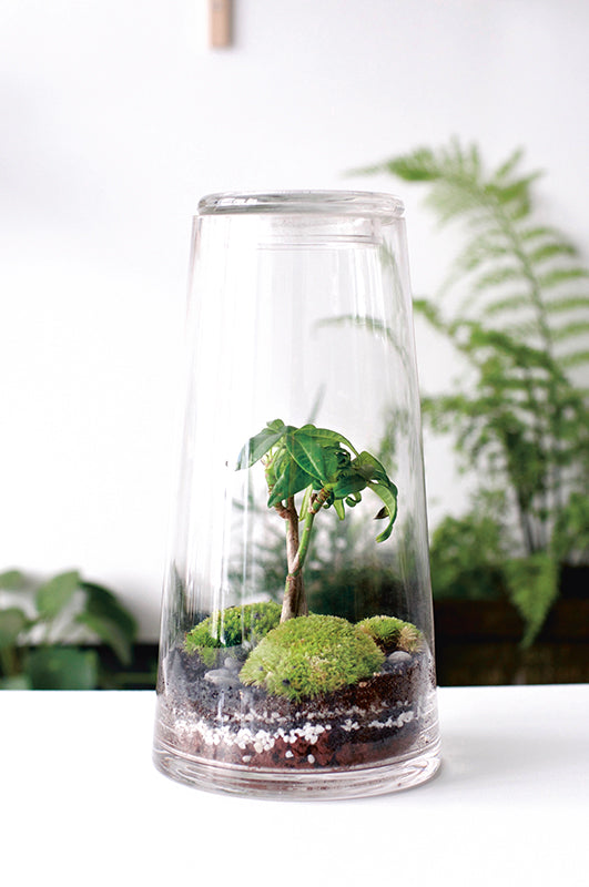 Pachira im Glas – DIY-Terrarium mit Glückskastanie als grüner Blickfang